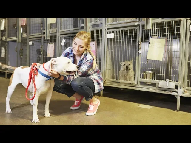 Animal Caretakers