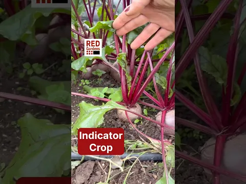 Indicator Crop #beetroot #deficiencies #growingourownfood