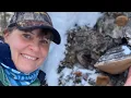 Foraging Medicinal mushroom Phellinus Igniarius