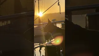 #Fyp #dream #sailing #doberman #pets