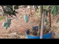 Download Lagu Amazing  mango tree  cultivation   !!!! വീട്ടുമുറ്റത്ത്  നിറയെ  കായ്ക്കുന്ന ഒരു  കു......ഞ്ഞൻ  മാവ്!