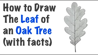 How to Draw the Leaf from an Oak Tree with interesting facts