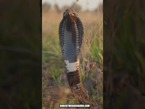 The Rinkhals Can Spray Its Venom!