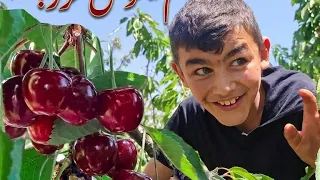 خليل عم يحوش كرز هوي وأبوه بس بالأخير عملو دق ندالة مع صاحب الارض ما بيخطر عالبال    دندنها