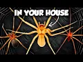Every Recluse Spider in the US are they in YOUR house