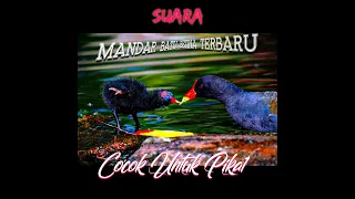 Download SUARA MANDAR BATU BETINA TERBARU | COCOK UNTUK PIKAT #suarapikatburungmandar #burungrawa MP3