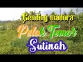 Pelok temor\