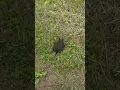 Download Lagu Turtle crossing