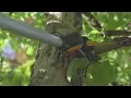 How to use tree pruners and branch saws