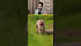 أخطر كلب بالعالم 