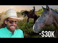 I Accidentally Bought a 30 000 Horse