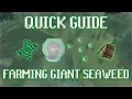 Quick Guide to Farming Giant Seaweed in OSRS