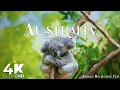 Australia Animals 4K Relaxation Film with Peaceful Meditation Music
