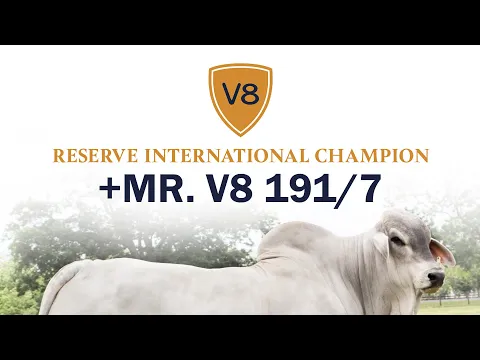 Download MP3 +Mr. V8 191/7 - V8 Ranch Brahman Bull