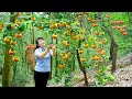 Download Lagu How to Harvest Persimmon, goes To Market Sell - Harvest and Cooking |Tieu Vy Daily Life