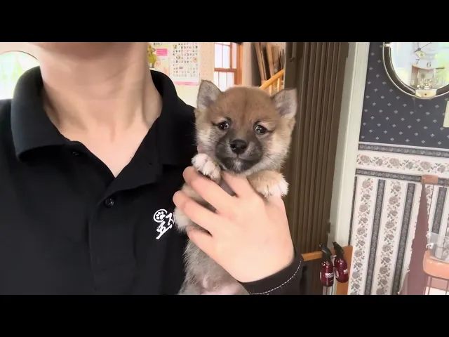 動画