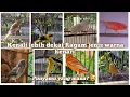 Download Lagu Begini ternyata warna-warna kenari | penting sebelum salah beli