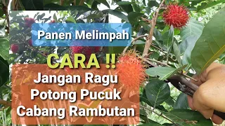 Download Cara pangkas cabang rambutan agar kembali berbuah lebat dan pohon pun tetap pendek || rambutan aceh MP3