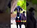 Lagu Tag Faizan Name Wali Funny 🤣😂 Video || Shahab Khan Vloger || #shorts #trending #viral #comedy#funny