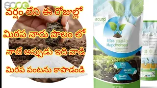 Download Hydrogel use in agriculture | mirchi crop farming ఇది వాడి మిరప నాటు వేయండి | Jsr sagubadi MP3