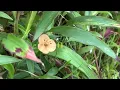 Download Lagu Kaas Patar Plateau-World Natural Heritage Floral Gallery 