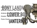 Bony Landmarks - Lower Body