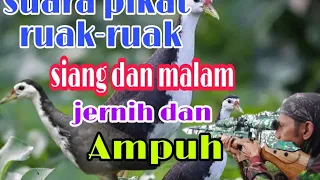 Download Suara pikat ruak-ruak paling jernih MP3