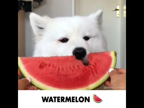 Try not to smile while watching this pup's daily routine