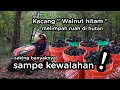 Download Lagu Kacang Walnut di Indonesia 200 ribu per kg, disni sampai terbuang buang kalau sedang  musimnya 