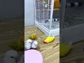 Download Lagu Lovebirds sounds 😘 #birds #parrot #youtubeshorts #shorts