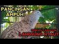 Download Lagu AMPUH! PANCINGAN PERKUTUT BANGKOK AGAR BUNYI BIKIN CEPAT GACOR 