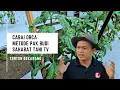 Lagu Cabai orca metode pak budi sahabat tani