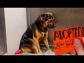Stray Dogs Family told Shelter to JUST KEEP HER then this happened