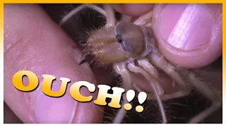 Coyote Peterson gets a spider bite