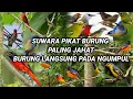 Lagu suwara pikat burung paling jahat burung langsung pada berdatangan
