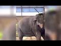 Funny Animals Dubbing Collections #funny #animals #dubbingdappa #cat #dog #elephant #monkey #pets