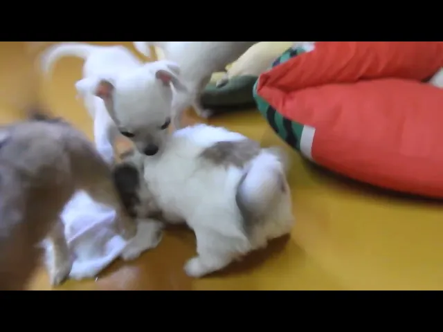 動画