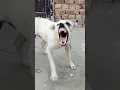 Download Lagu Real Aggressive Dog Barking | Scary Dog Sound Warning!