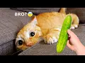 Download Lagu Silliest CATS on Earth 😂   Funny Cats Videos 2023