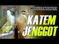 Lagu MASTERAN CUCAK JENGGOT VS KAPAS TEMBAK GACOR