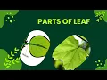Unveiling the Secrets of Leaves Exploring Leaf Structure and Functions Botany Science