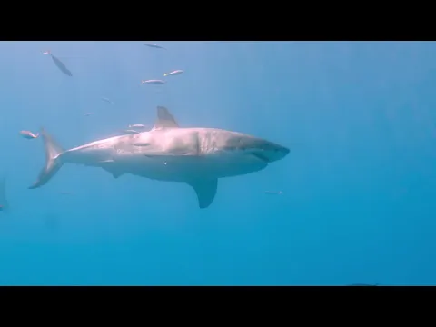 Sharks: Monster of the Media