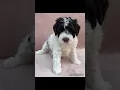 Lagotto Romagnolo Puppies Available for Adoption -Hypoallergenic Loveling and Family Friendly