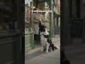 This Dog Waited Outside the Bakery Every Morning
