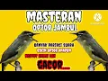 Download Lagu On Fire // Opior Jambul langsung Emosi Gacor Ngotot dgn masteran ini || Opior Stres Macet Gacor Lagi
