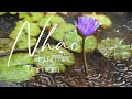 Download Lagu NHẠC THƯ GIÃN -TĨNH TÂM - DỄ NGỦ | No.2 Remember Her - Ether Abrami.