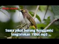 Download Lagu suara pikat burung Rengganis/ tengtelokan ribut mp3