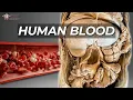 Download Lagu How Your Body Makes Blood