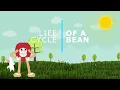 Life Cycle of a Bean All about Beans