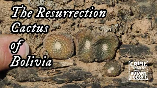 The Resurrection Cactus - Bolivia Botany Journal Day 4
